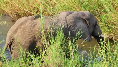 an african savanna elephant eating vegetation by a river