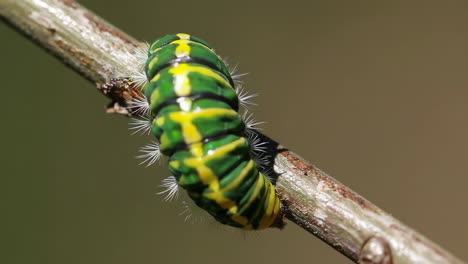 canadian tiger swallowtail caterpillar on a branch