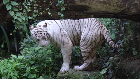 un tigre blanco rociando para marcar su territorio bajo la sombra de un árbol - cámara lenta