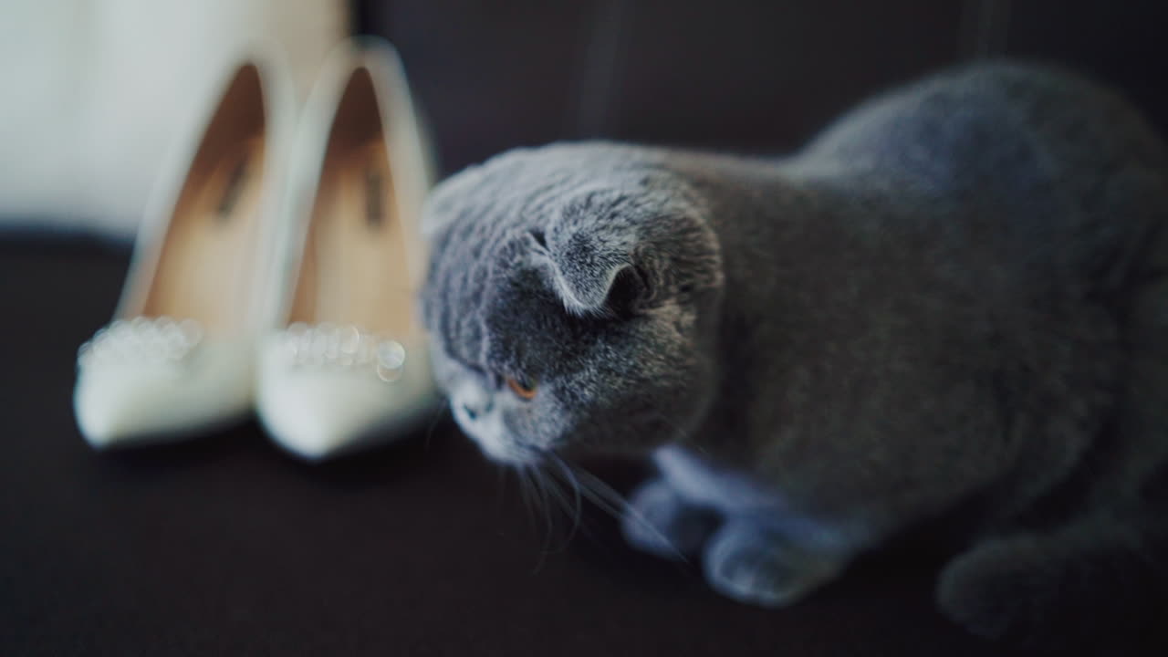 Cat relaxing on couch. Adorable cat resting on sofa indoors