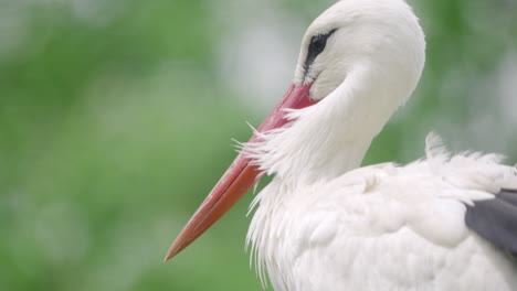 western white stork ciconia bird head close-up in spring seoul grand park, south korea