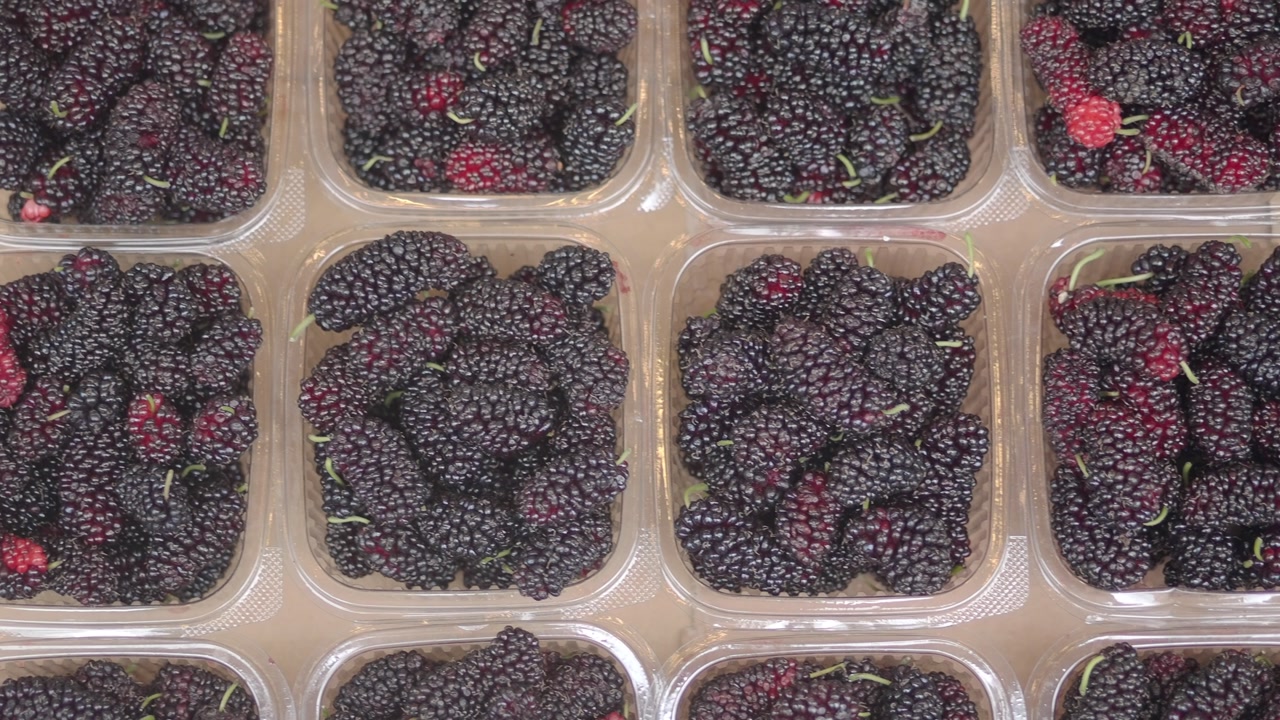 Rows of Freshly Picked Mulberries in Clear Boxes
