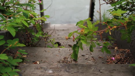 Stairs-Lead-Down-to-River-Surrounded-by-Green-Bushes-and-Trees