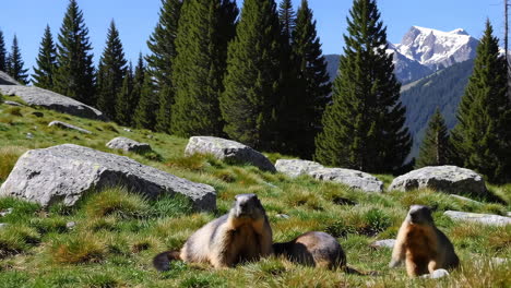 two marmots in alpine meadow