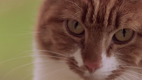 attentive orange young female cat looking intensely and calmly into the camera meowing shortly seen from up close