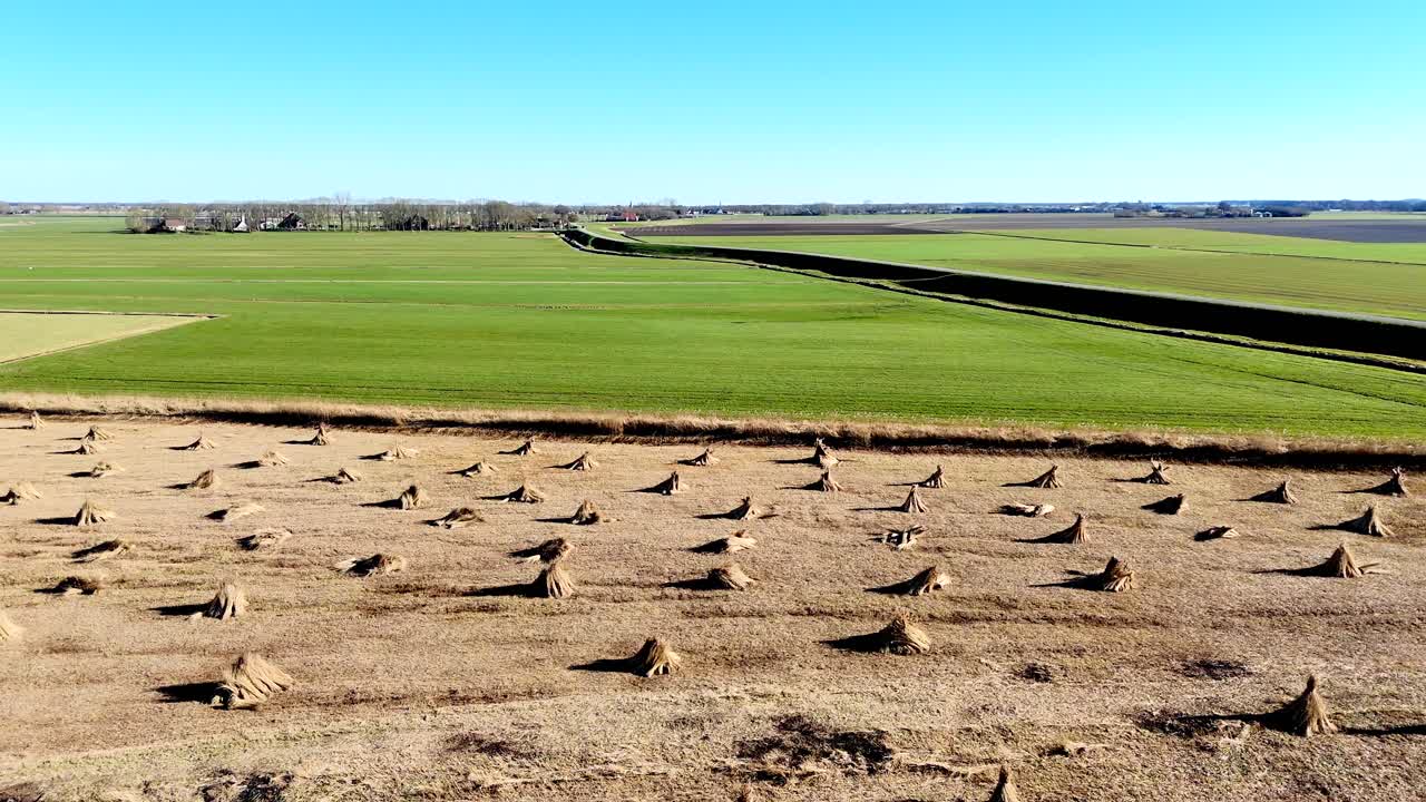 Drone view of bundles of reeds drying in the sun in the Netherlands