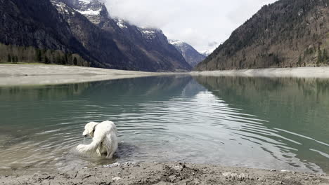 dog bathing and shaking around in a waterstream