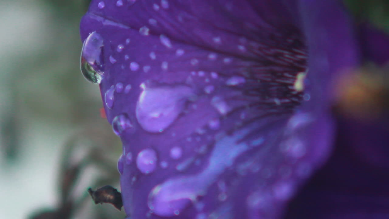 macro de gotas de agua en una flor morada