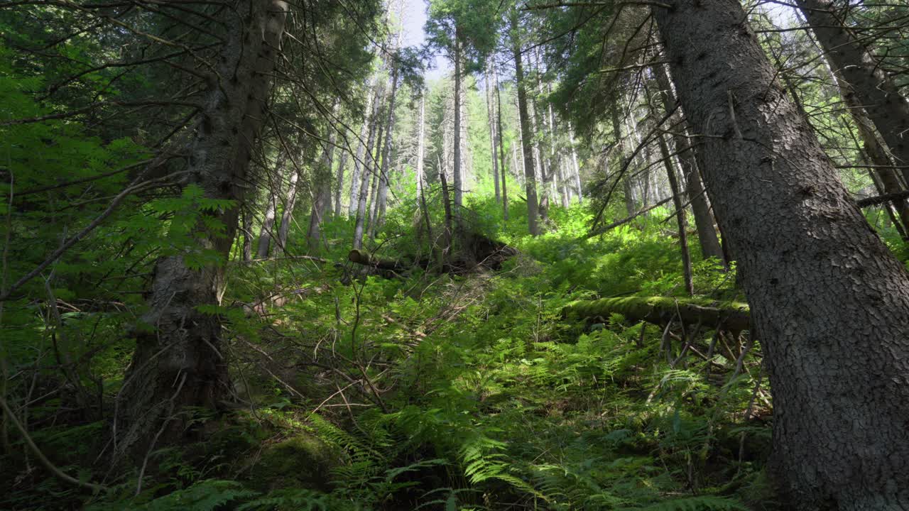 Fitta foresta montana di alti alberi sempreverdi a Madesimo, Lombardia, Italia. Ripresa dal basso.