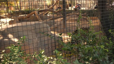 a jaguar paces back and forth in its cage