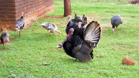 un grupo de pavos caminando sobre la hierba