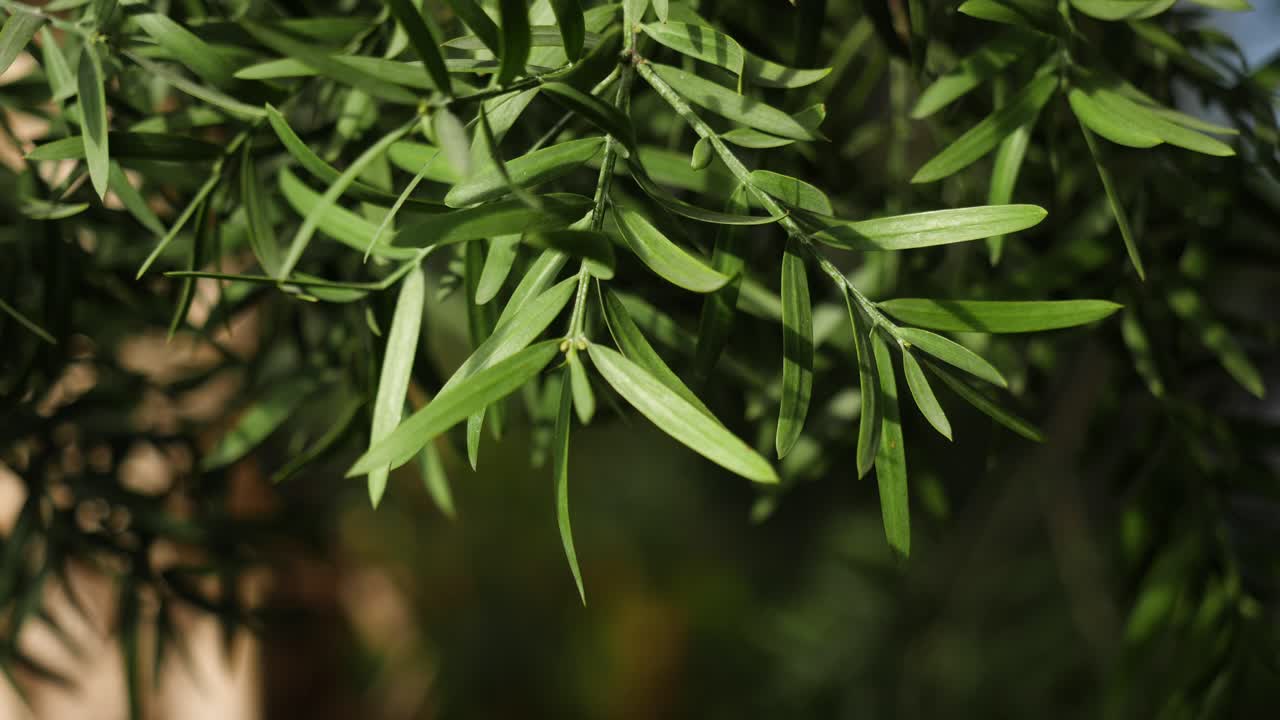 primer plano de hojas verdes en una rama