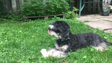 schnoodle atento en el patio trasero