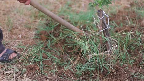 plant, sapling, planting, hands, agricultural worker, veteran, tilling, soil, farm, field, agriculture, farming, harvest, rural, countryside, nature, close-up, macro