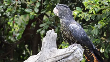 un loro interactúa con su entorno natural