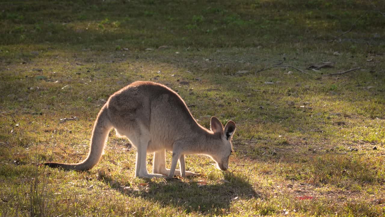 el canguro gris oriental se alimenta en el sol de la mañana, el parque de conservación del lago coombabah, gold coast, queensland
