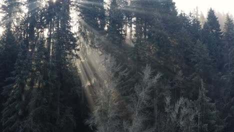 a frosty forest seen from above as morning light shines through the trees
