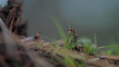 single fire ant defense posture