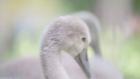 close up view two cygnet’s heads as they behave naturally, focus pull