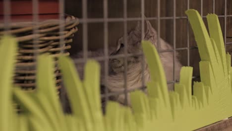 a caged cat relaxing and looking around.