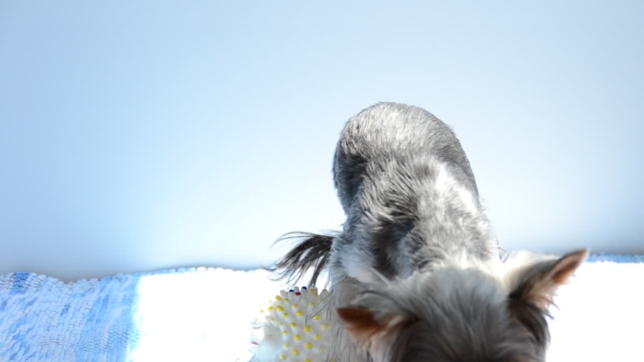 ヨークシャーテリアの子犬