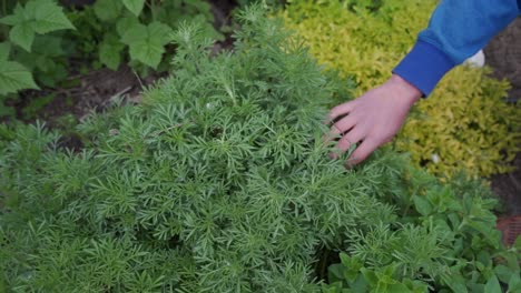 hermoso movimiento lento de la mano a través de la manzanilla que crece fuera del jardín
