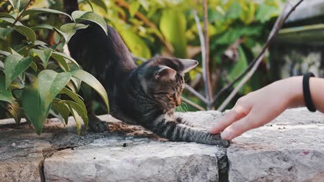 woman is playing with a kitten outdoor, leisure and relaxed time playing with animals