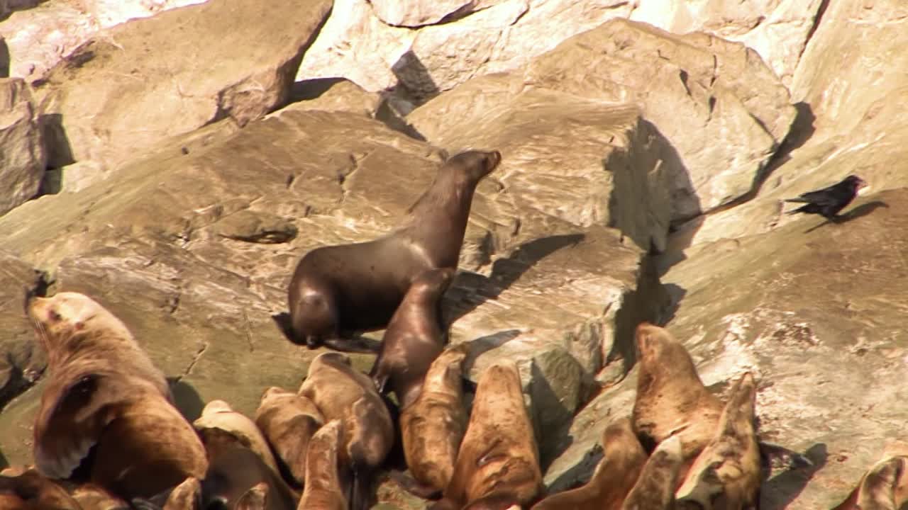 식민지 근처에서 까마귀를 쫓는 바다 사자