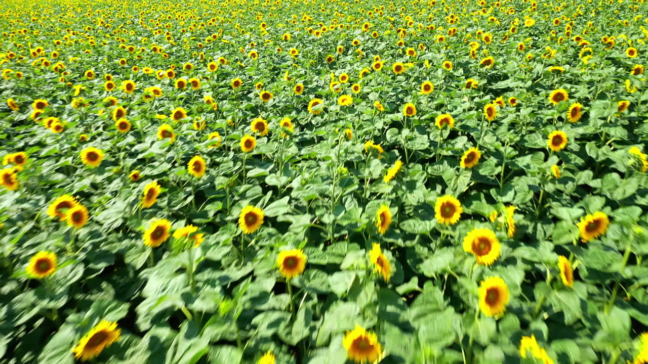 Field with blooming sunflowers. Aerial drone shot of large sunflower field