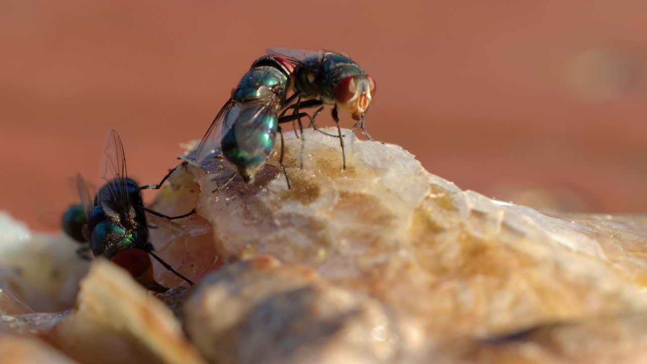 Macro inquadratura di diverse mosche verdi metallizzate che strisciano e si nutrono su carne di pesce in decomposizione.