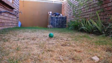gato jugando con una pelota