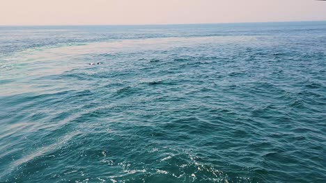 Dolphin-Watching---Atlantic-White-sided-Dolphins-Swimming-Towards-The-Backwash-Of-Boat