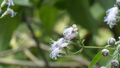 mariposa buscando comida mp4 uhd 4k