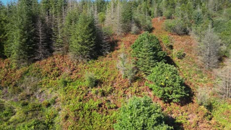 Eine-Kletternde-Drohnenaufnahme-Der-Walisischen-Berge-An-Einem-Sommertag-Mit-Windturbinen-In-Der-Ferne