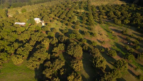 aerial shot of golden hour over green hass avocado trees in michoacán mexico