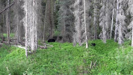 madre oso negro y cachorro caminando y comiendo en el bosque