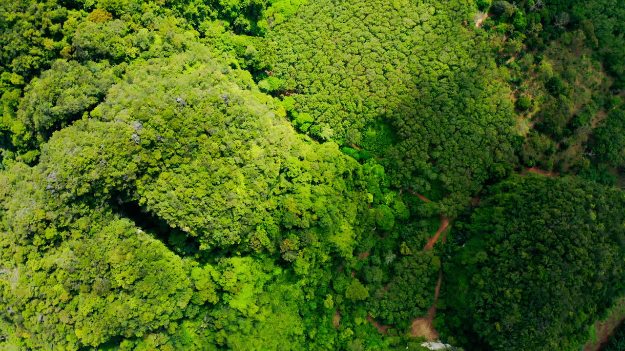 vista aérea del exuberante bosque verde