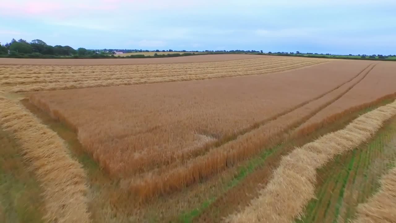 дронные кадры золотых полей и комбайн