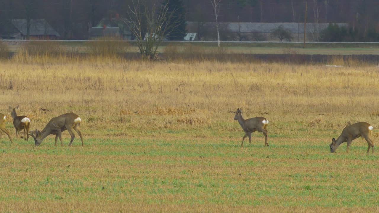 흐린 날 녹색 농경지를 걷고 있는 유럽 노루 무리, 멀리서 중간 샷