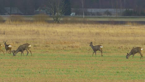 group of european roe deer walking in green agricultural field in overcast day, medium shot from a distance