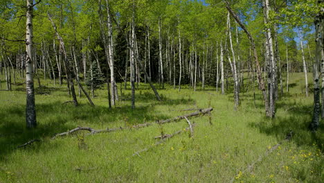 Aspen-Tree-spring-yellow-purple-flower-in-Colorado-forest-cinematic-aerial-drone-lush-green-grass-after-rain-daytime-sunlight-peaceful-Rocky-mountain-hiking-trails-Denver-Evergreen-Conifer-USA-left