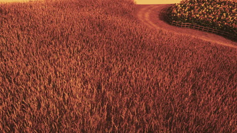 Gold-Wheat-Field-at-Sunset-Landscape