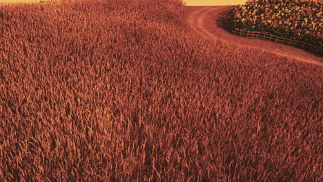 gold wheat field at sunset landscape