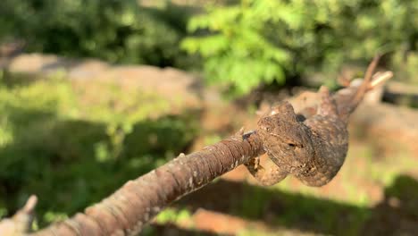 close up on a fence lizard hanging on to a branch