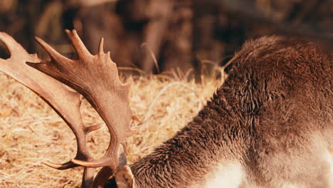 deer with beautiful antlers eating and chewing grass on field during sunset in netherlands