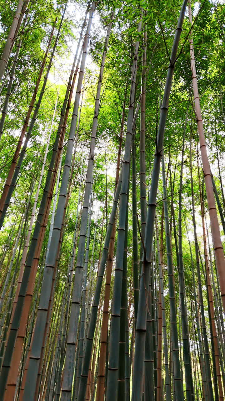 Circling among the trunks of long bamboo trees in the forest. National park in Kyoto, Japan. Low angle view. Vertical video.