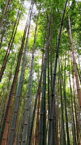 circling among the trunks of long bamboo trees in the forest. national park in kyoto, japan. low angle view. vertical video.