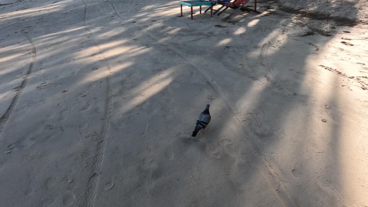 비둘기가 모래 해변을 가로질러 고 있다