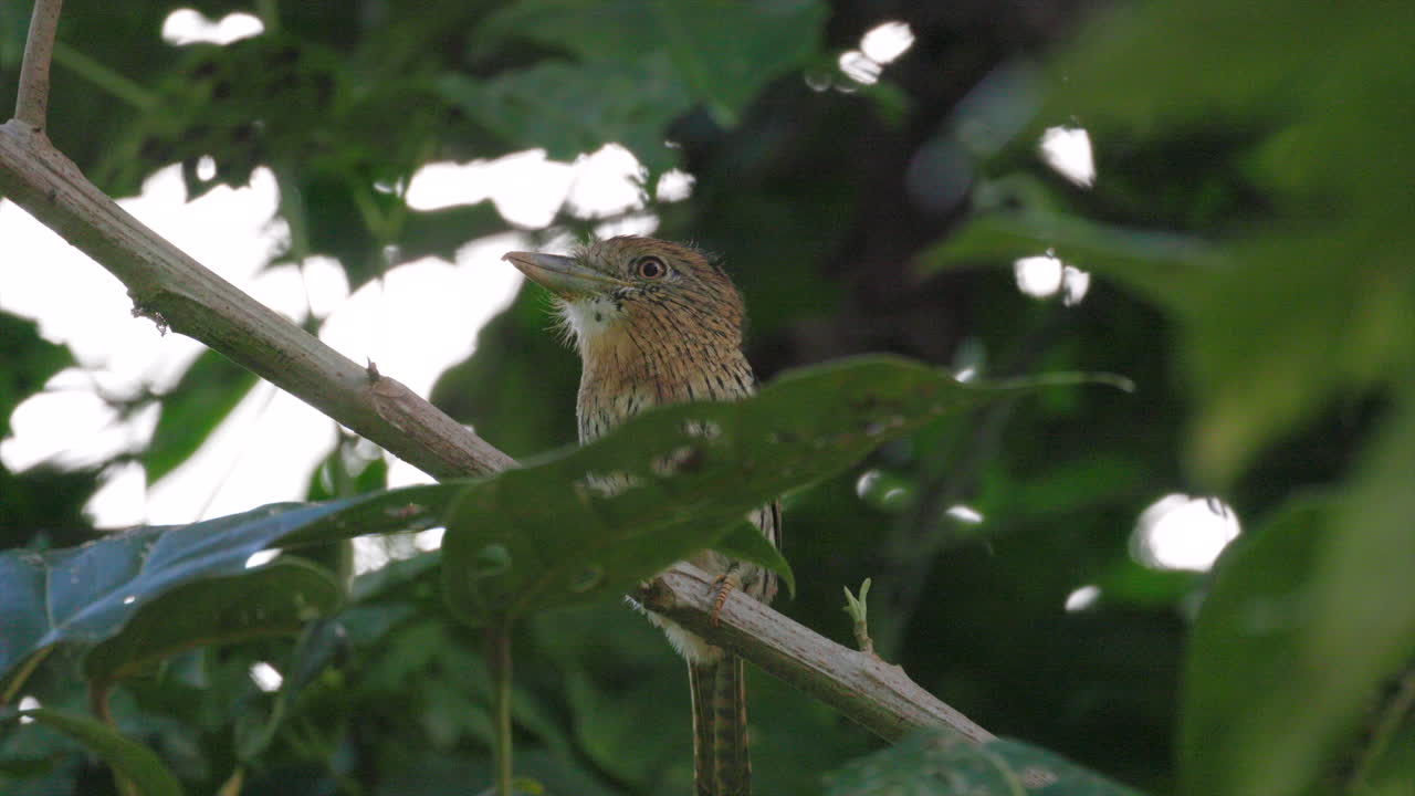 Perched tropical exotic jungle rainforest Striolated Puffbird bird big beak hunting in South America2