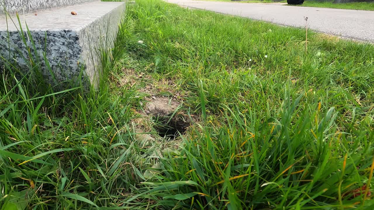Tana di animale nell'erba accanto a un gradino di cemento, sottile segno di fauna selvatica urbana che vive vicino alle persone. Il vento muove il prato, mostrando la natura che si adatta nelle aree residenziali